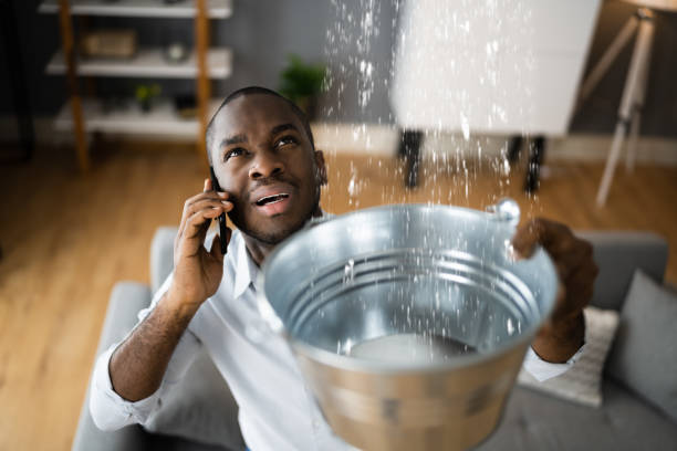 Best Mold removal after water damage  in Wauchula, FL