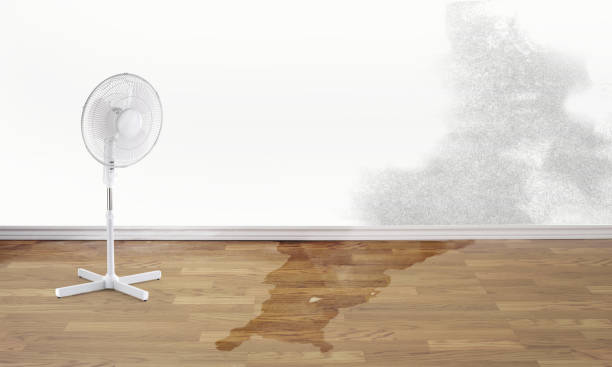 Best Flooded house restoration  in Wauchula, FL